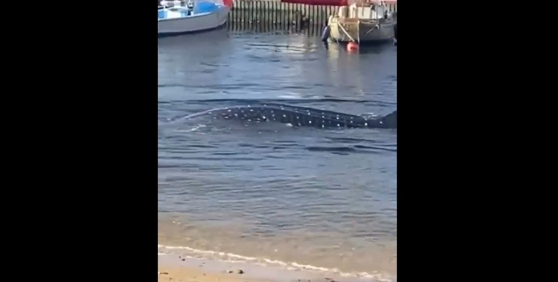 Watch: Whale shark spotted in Chaguaramas